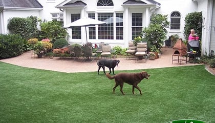 Artificial Turf For Dogs